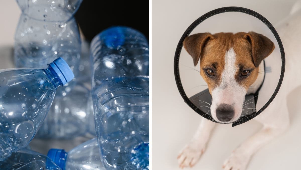 ¿Cómo hacer un collar isabelino para perro con una botella?