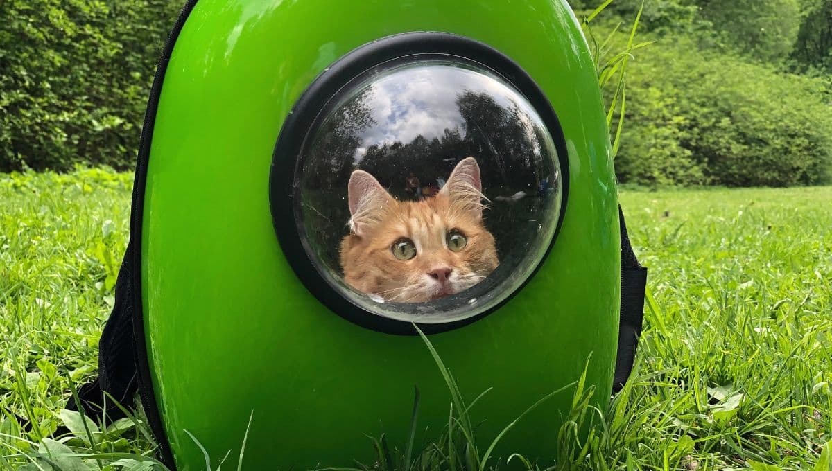 ¿Cómo elegir una transportadora para gatos?