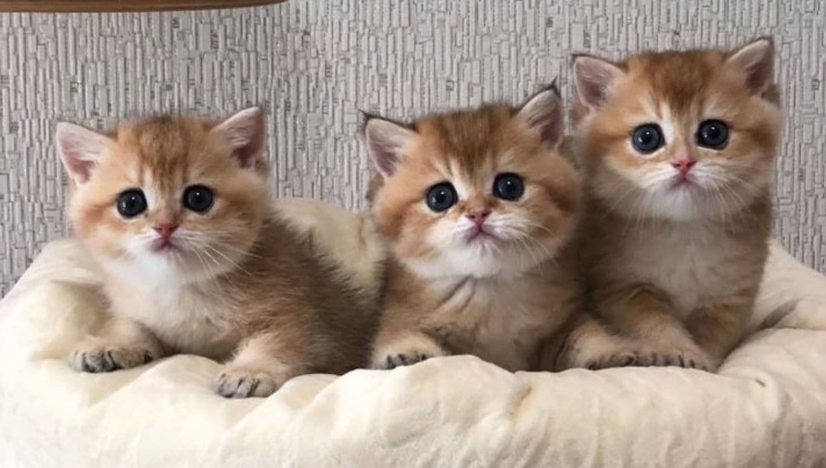 ¿Cómo mantener caliente a un gato bebé?