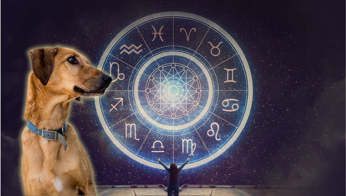 Horóscopo de tu perro: Las predicciones para tu lomito hoy viernes 13 de diciembre