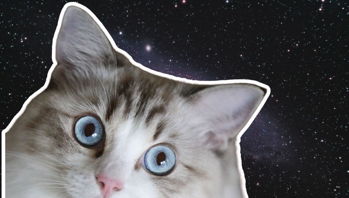 Horóscopo de tu gato: Las predicciones para tu michi hoy sábado 14 de diciembre