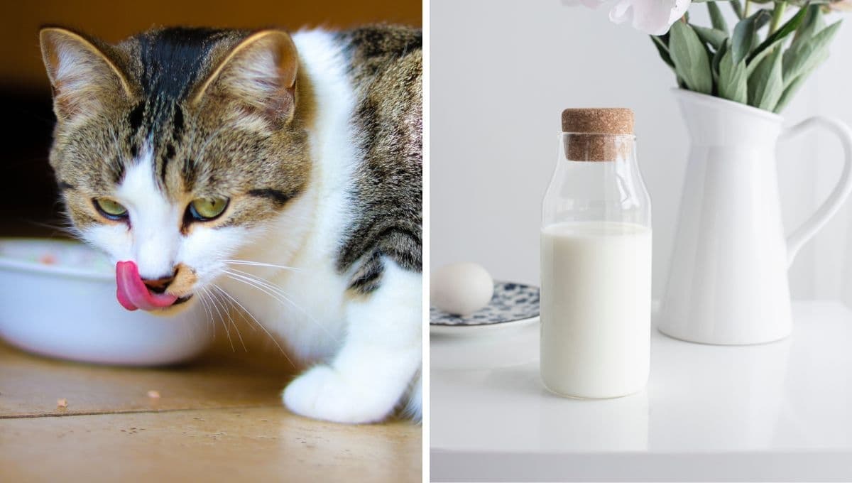 ¿Qué pasa si le doy leche a mi gato?