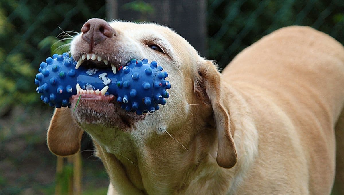 5 juguetes para perro de uso rudo en Amazon