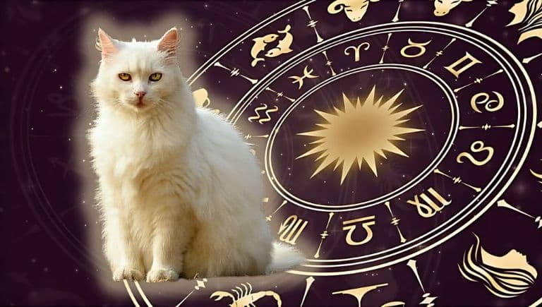 Horóscopo de tu gato: Las predicciones para tu michi hoy jueves 26 de diciembre