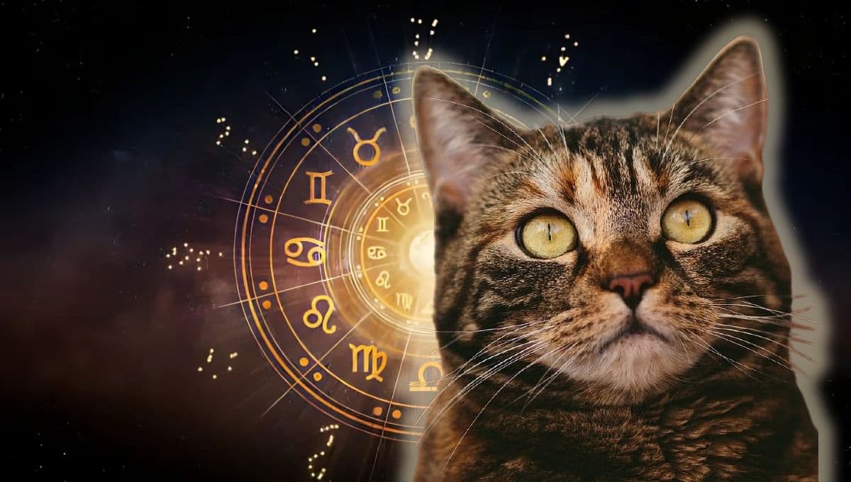 Horóscopo de tu gato: Las predicciones para tu michi hoy de domingo 22 de diciembre