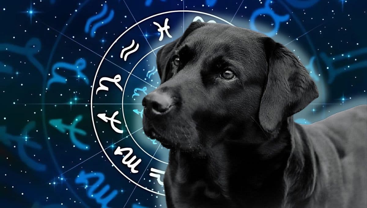 Horóscopo de tu perro: Las predicciones para tu lomito hoy domingo 22 de diciembre