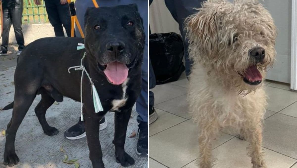CDMX pone en adopción a perritos peregrinos abandonados en la Basílica de Guadalupe
