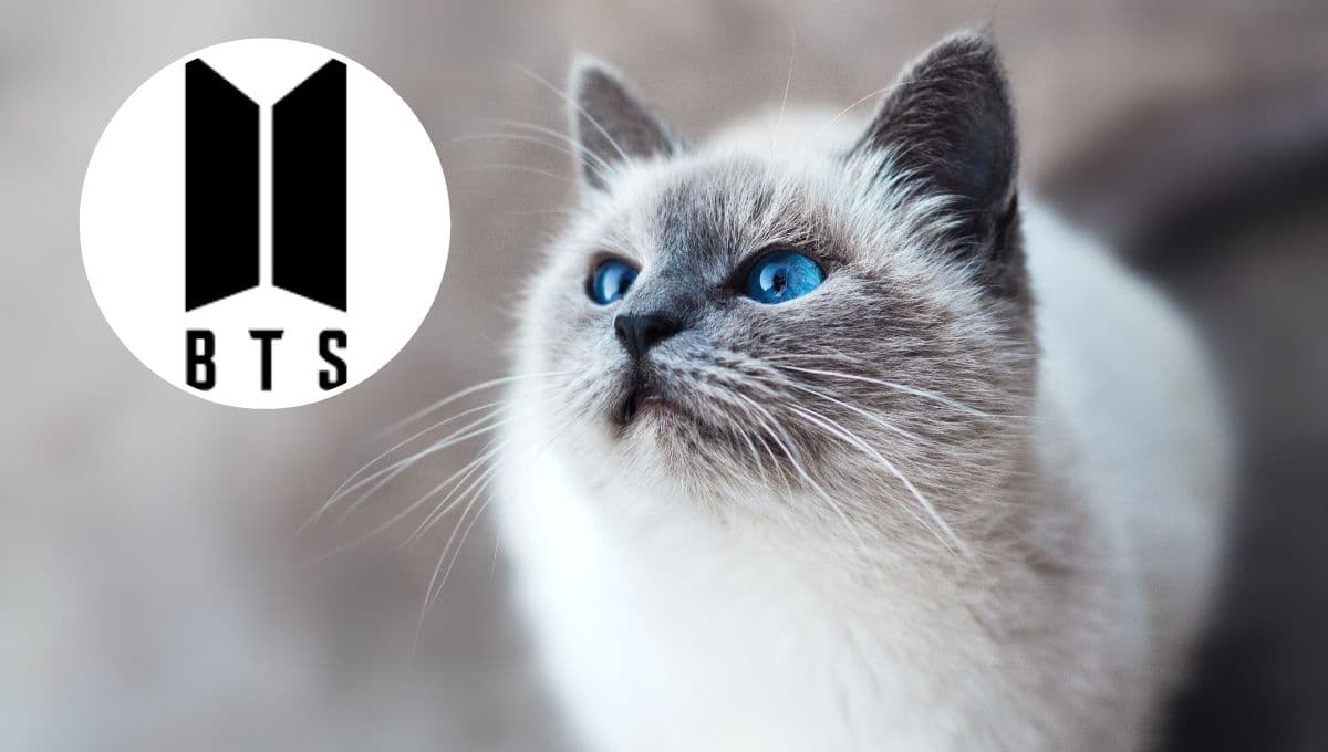 5 nombres coreanos para gatos inspirados en BTS y su significado