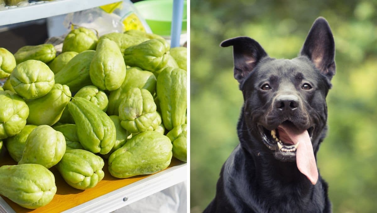 Chayote, beneficios y cómo dárselo a tu perro