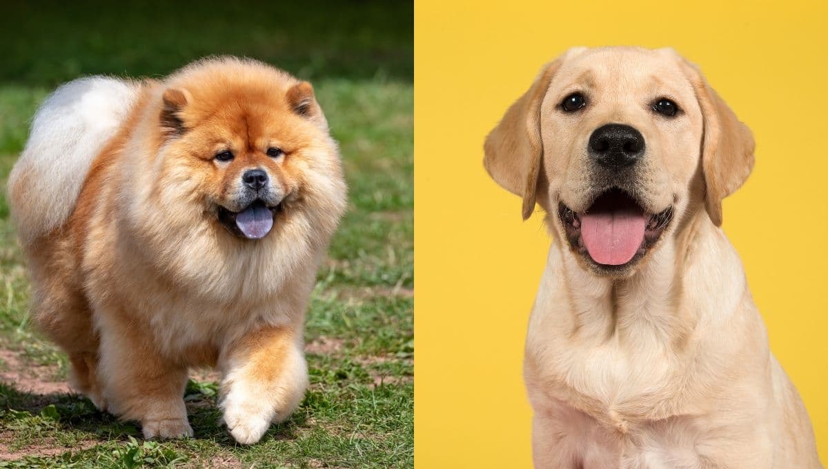 ¿Cuáles son las razas de perros más bonitas según la inteligencia artificial?