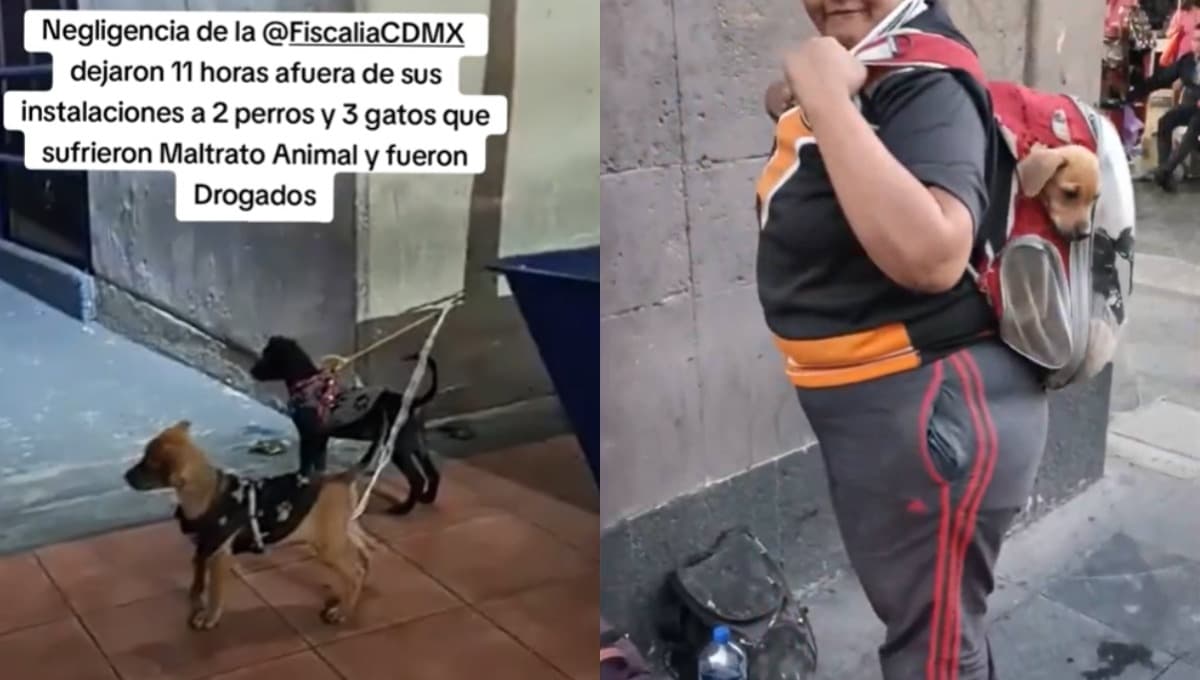 Denuncian maltrato animal en CDMX y autoridades NEGLIGENTES dejan a perritos en pésimas condiciones