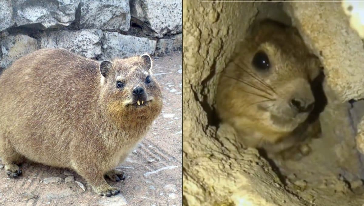 ¿Qué animal es el que dice wawa en TikTok?