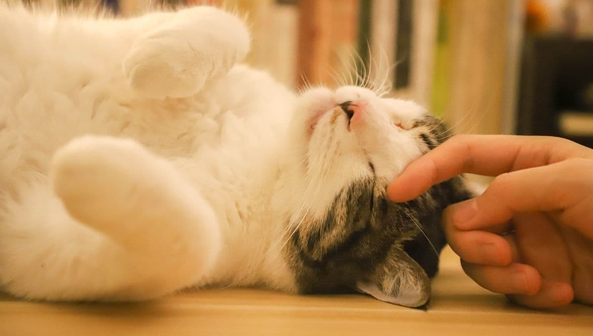 El ronroneo de tu gato puede sanarte y esto dice la ciencia