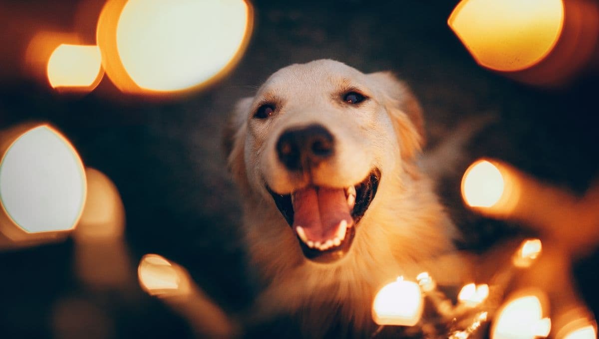 ¿Navidad en casa? 3 riesgos para tu perro que debes considerar