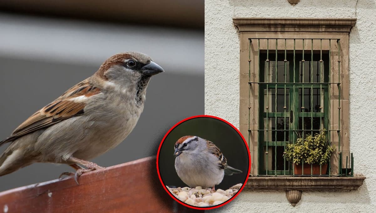 ¿Qué poner en el jardín o balcón para atraer pájaros?