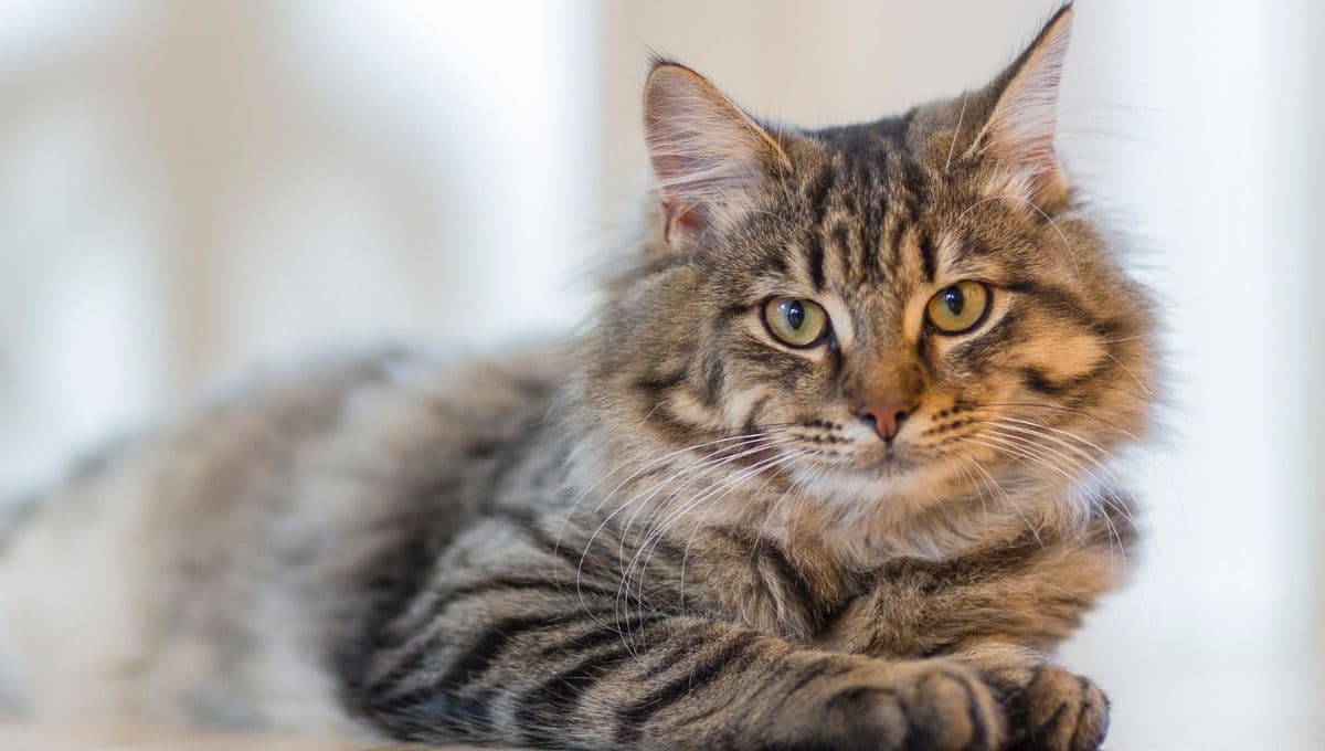 5 datos curiosos sobre los gatos que te harán querer uno, según la Inteligencia Artificial