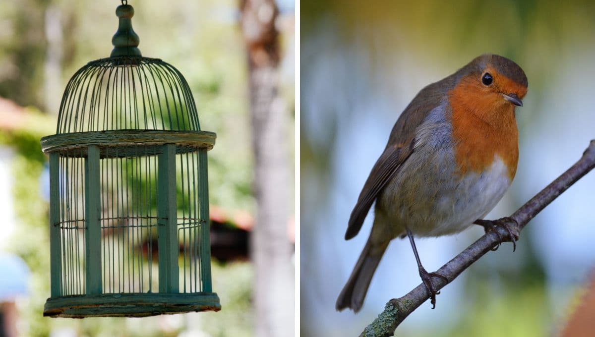 ¿Qué poner en el fondo de la jáula de un pájaro?