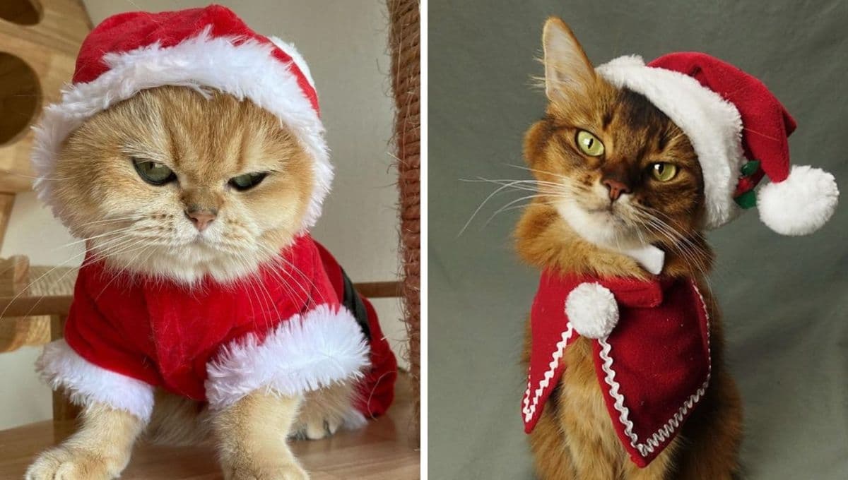 Las mejores fotos de gatos disfrazados de Santa Claus para compartir en WhatsApp