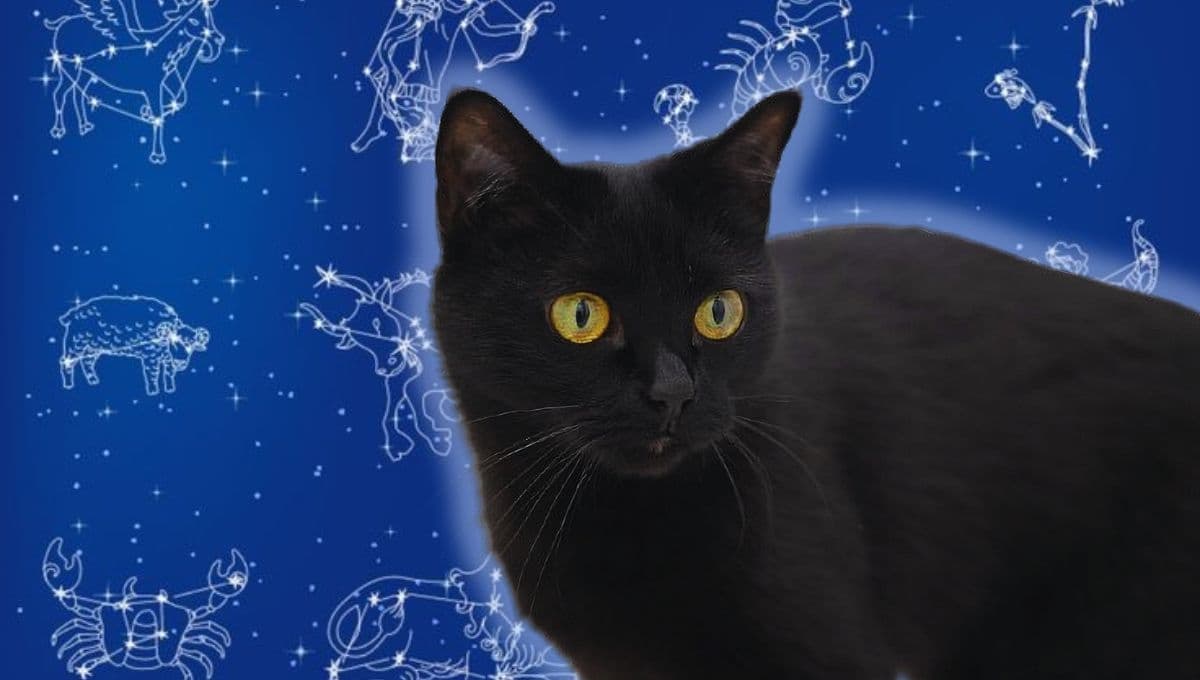 Horóscopo de tu gato: Las predicciones para tu michi hoy lunes 23 de diciembre