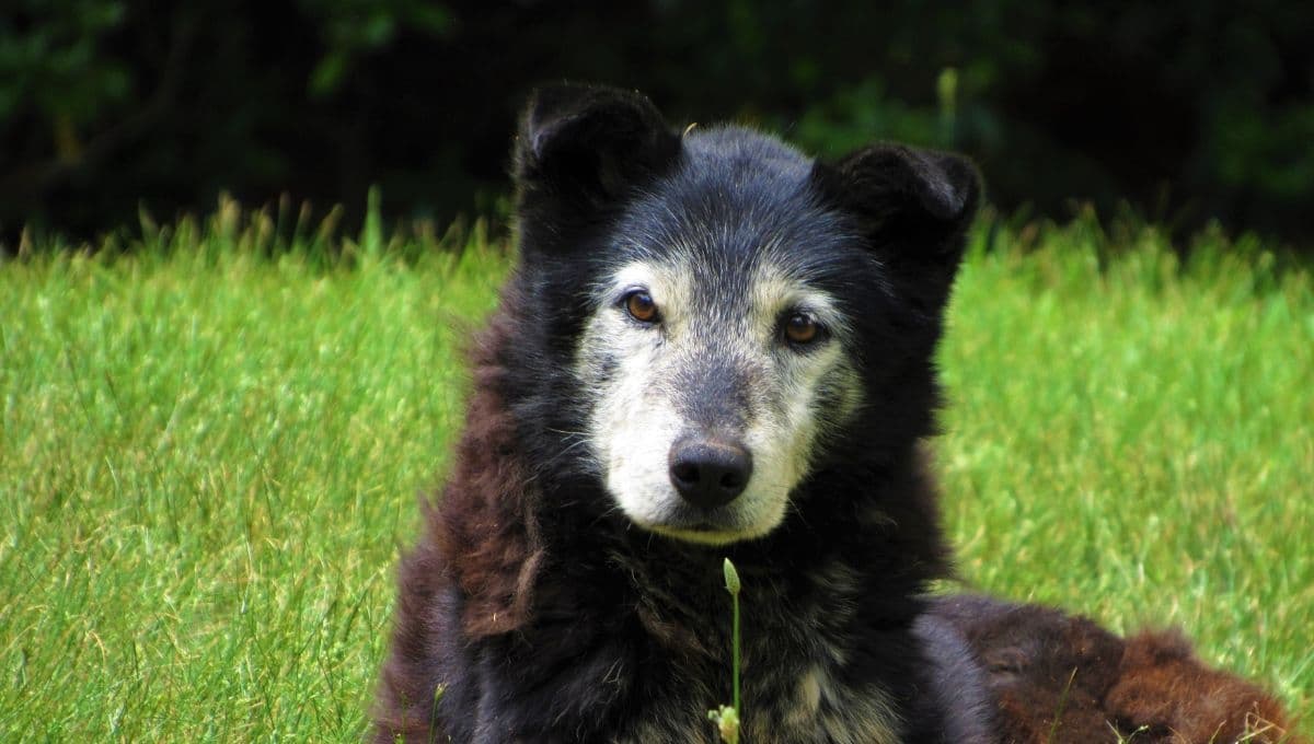 ¿Cuándo se considera viejo a un perro? Esta es la edad exacta