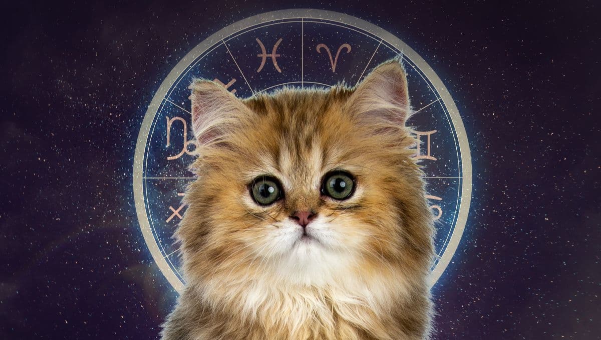 Horóscopo de tu gato: Las predicciones para tu michi hoy jueves 19 de diciembre