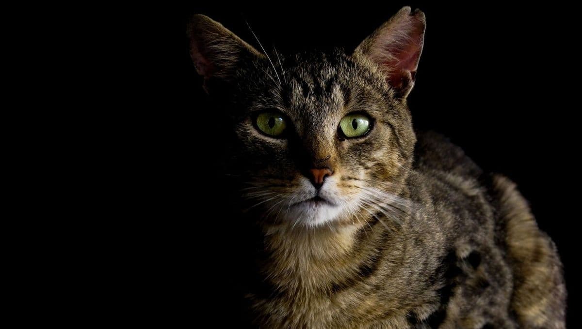 ¿Qué significa que un gato llore afuera de mi casa en la noche?