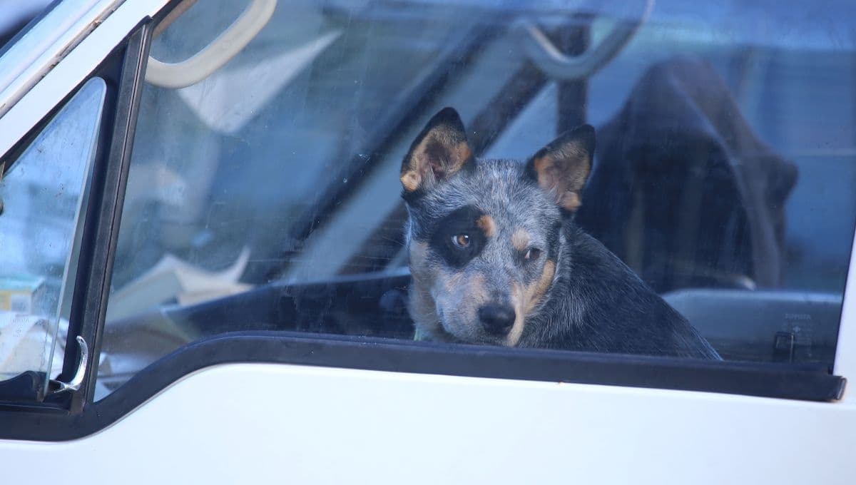 Mujer deja a su perro encerrado en el auto por 7 horas y al volver lo encuentra sin vida