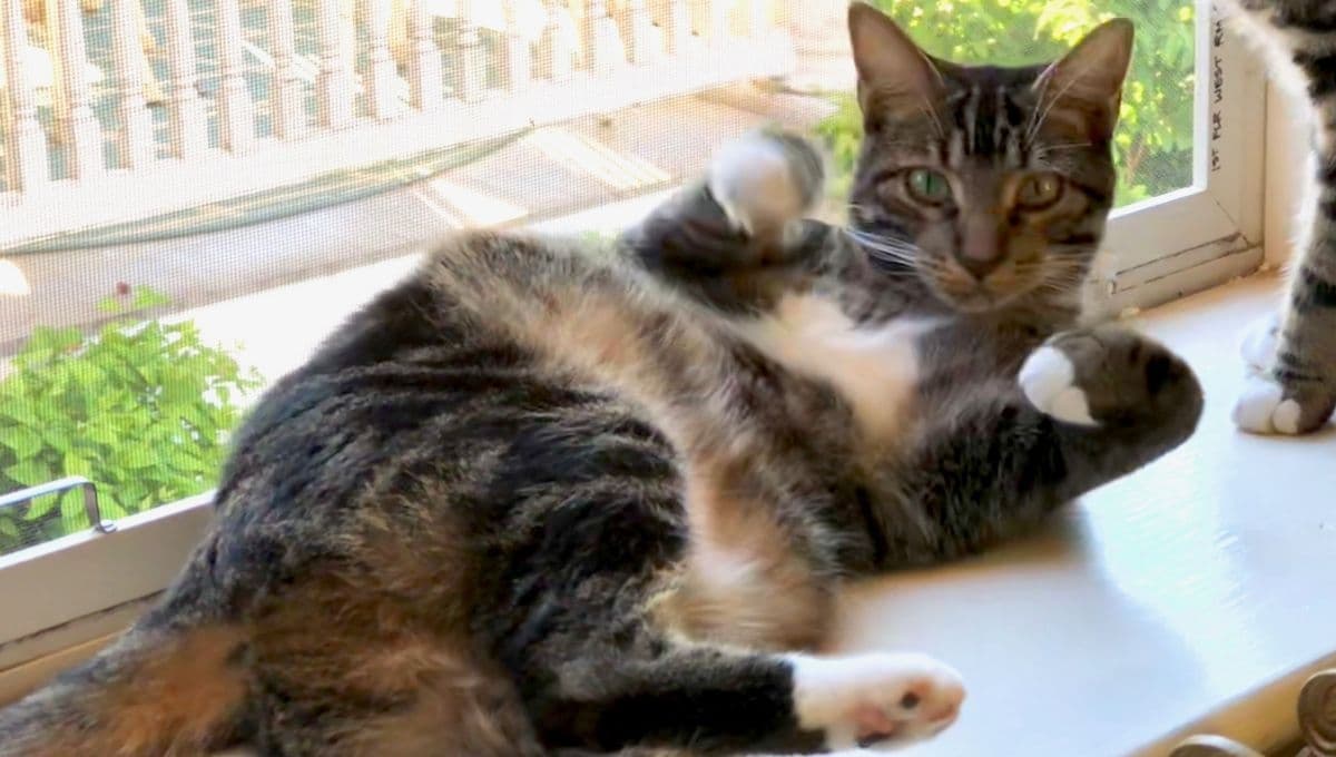 ¿Los gatos tienen ombligo? La respuesta te sorprenderá