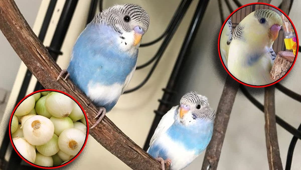 ¿Qué verduras NO pueden comer los periquitos australianos?