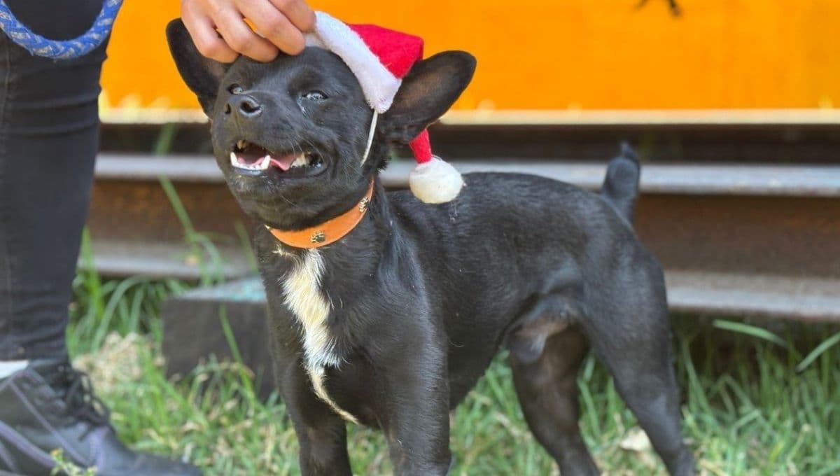 Perritos del Centro de Transferencia Canina del Metro serán ayudantes de Santa y esta es su hermosa función