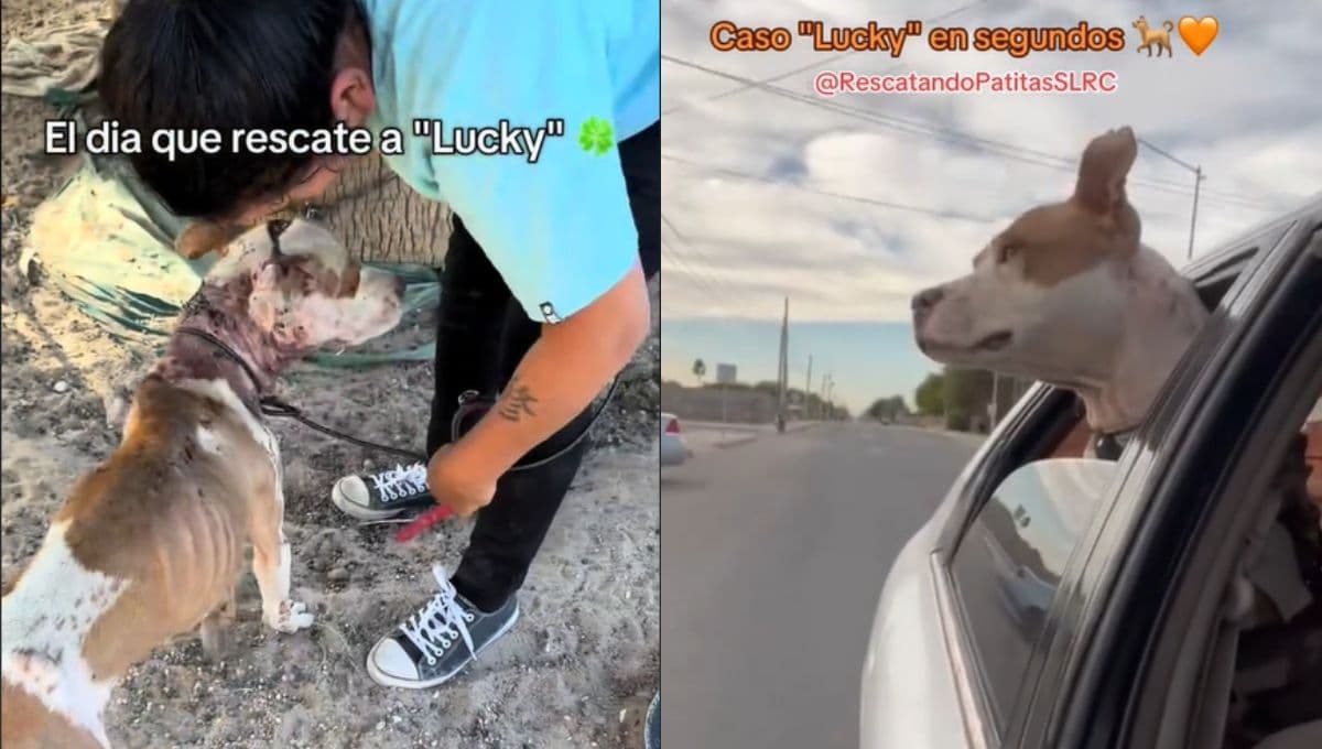 Lucky, el perrito que machetearon por ser agresivo, pero su ángel llegó a salvarlo de su destino