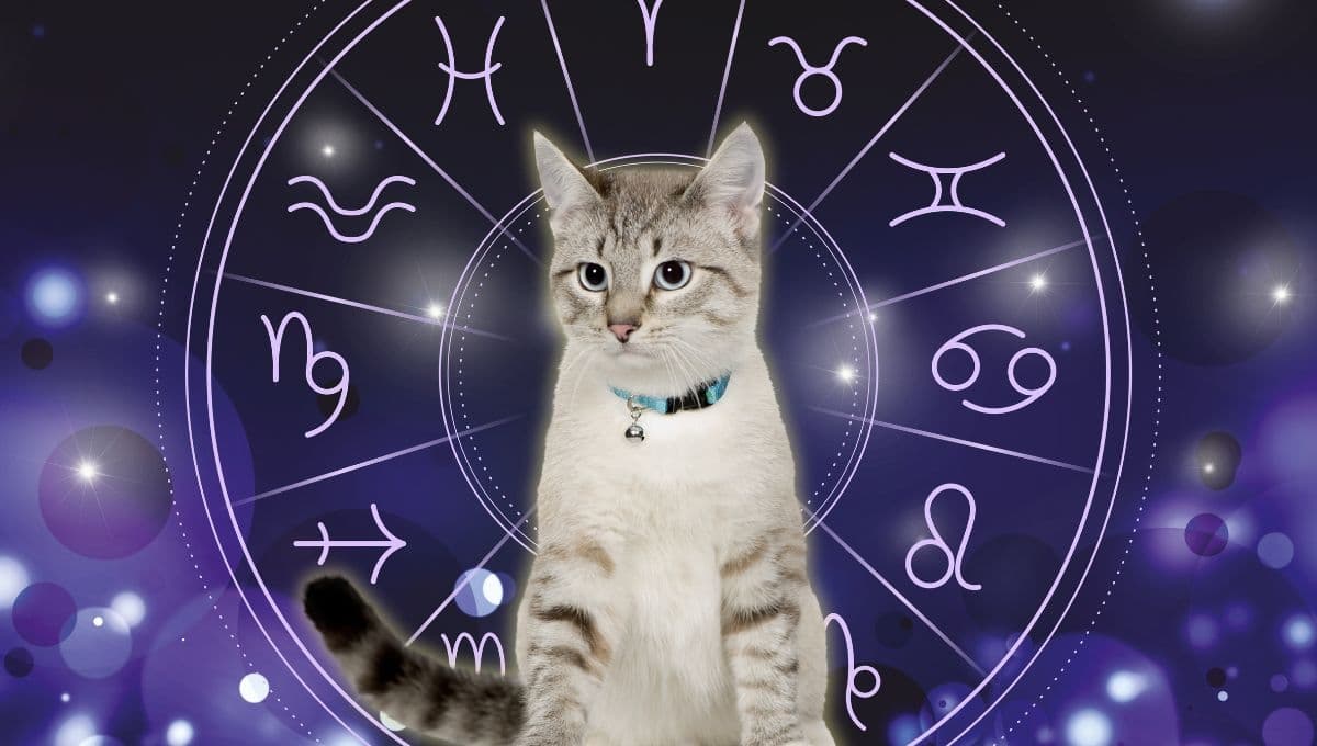 Horóscopo de tu gato: Las predicciones para tu michi hoy viernes 20 de diciembre
