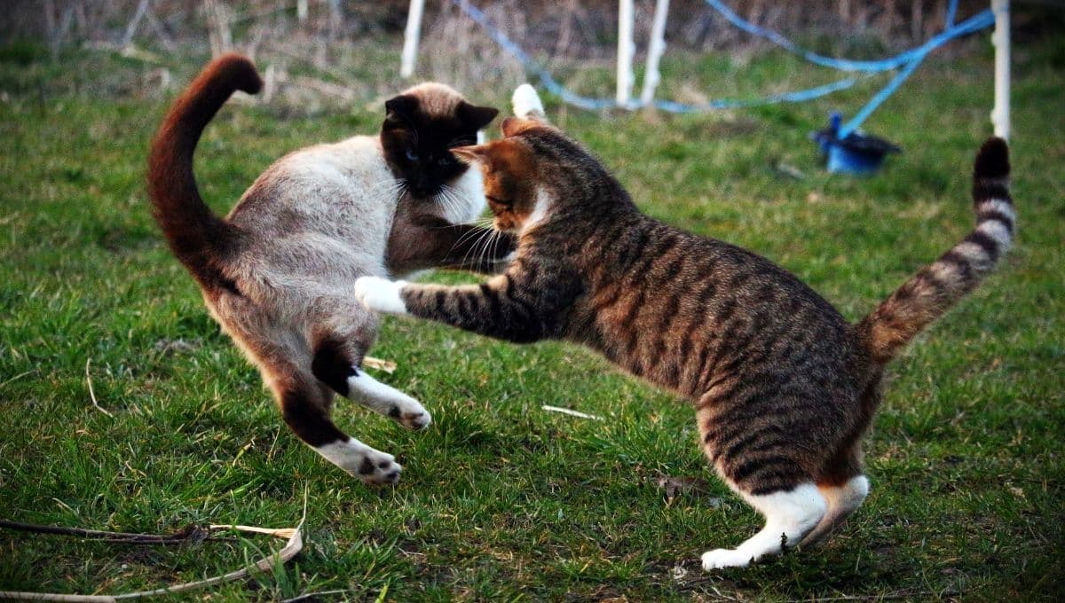 ¿Cómo identificar al gato alfa?