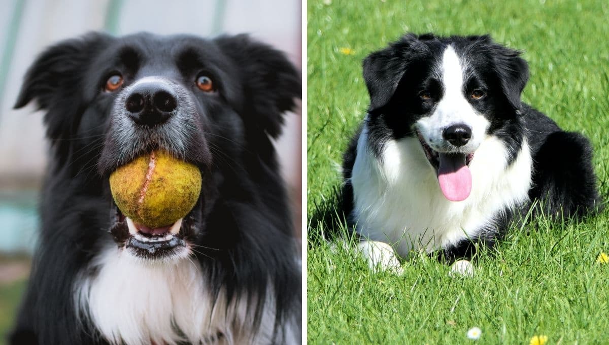 5 características que revelan que tu border collie es feliz contigo