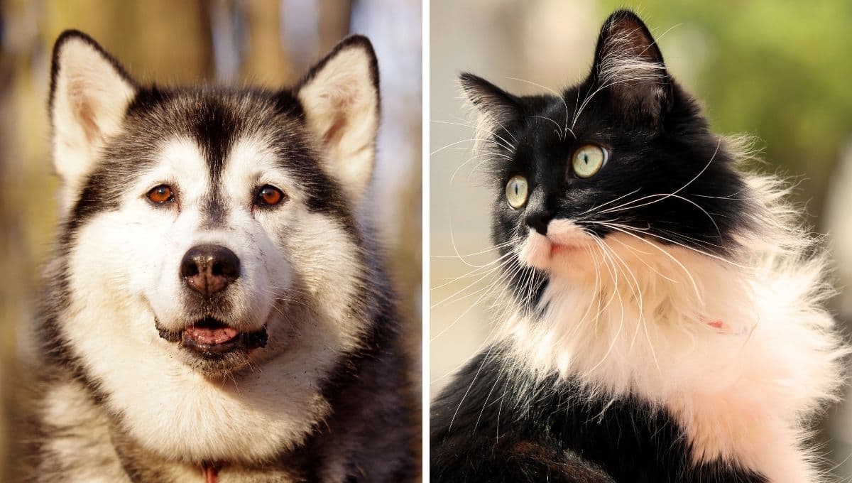 ¿Qué le pasa a mi perro si se come la comida del gato?