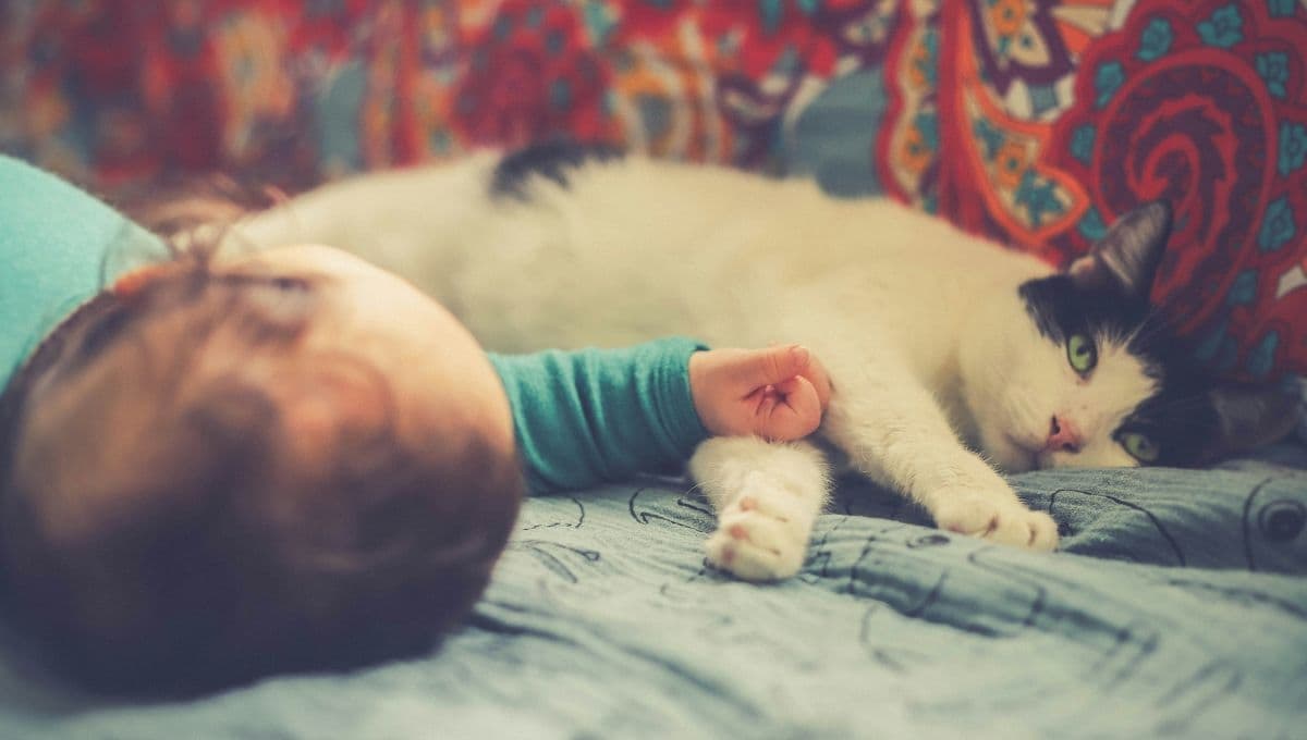 Claves para saber si tu bebé es alérgico a tu gato