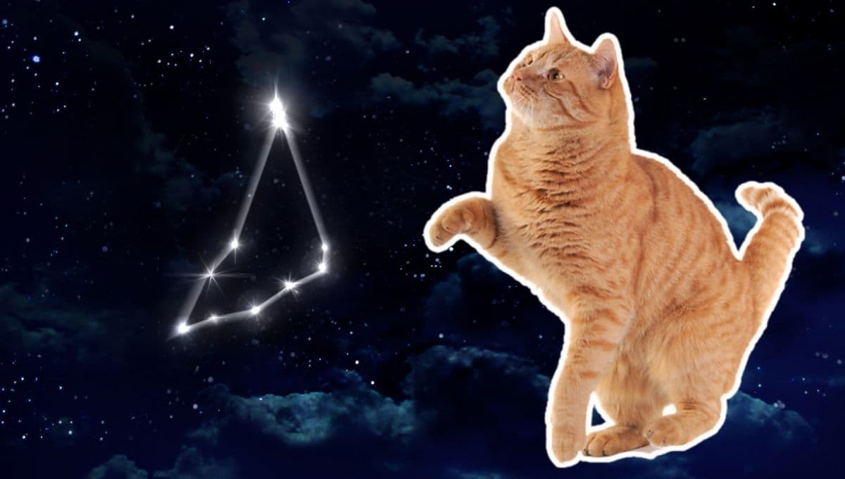 Gatos Capricornio: Rasgos, personalidad y curiosidades de los felinos más ambiciosos del zodiaco
