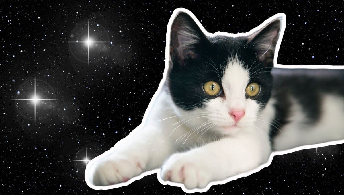 Horóscopo de tu gato: Las predicciones para tu michi hoy sábado 21 de diciembre