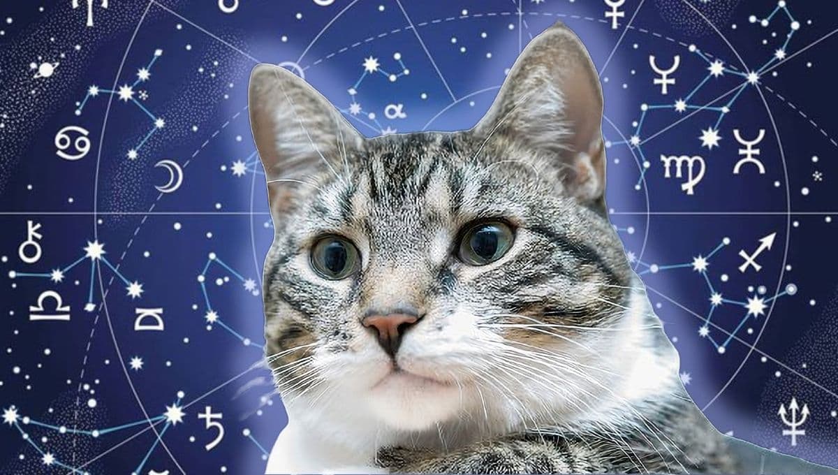Horóscopo de tu gato: Las predicciones para tu michi hoy domingo 29 de diciembre