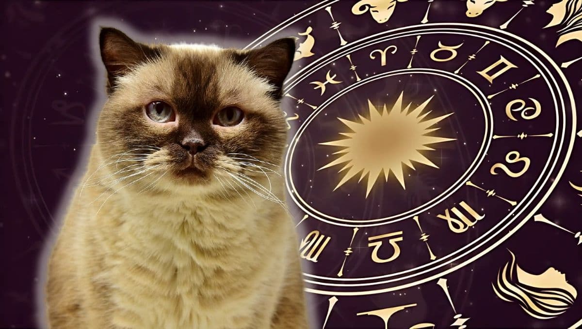 Horóscopo de tu gato: Las predicciones para tu michi hoy lunes 30 de diciembre