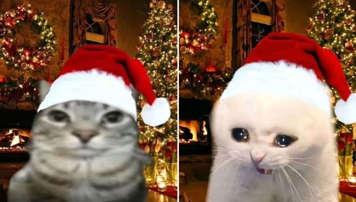 7 fotos de gatos navideños graciosos para poner en WhatsApp este 24 de diciembre