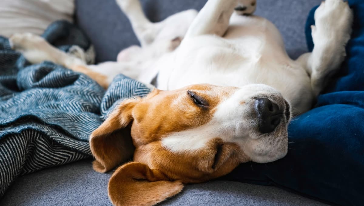 ¿Cómo duerme un perro cuando es feliz? Esto dice la postura de tu lomito al dormir