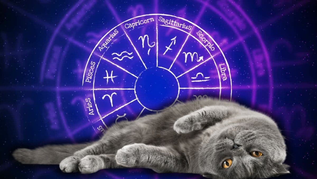 Horóscopo de tu gato: Las predicciones para tu michi hoy martes 24 de diciembre