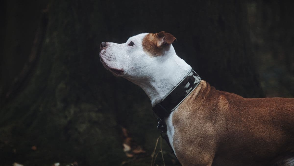 ¿Prohibidas? Top de razas de perros que están en la mira para 2025