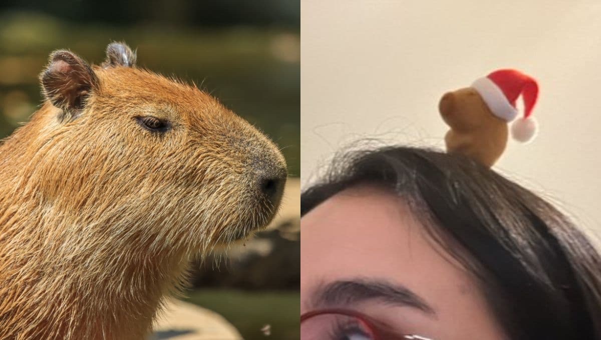 Capibaras en la cabeza: este es el curioso origen de la moda en CDMX