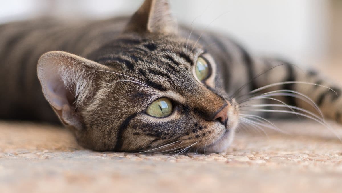 ¿Qué hago si mi gato está espantado por los cuetes?