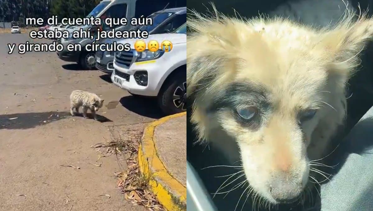 Conoce a Chuletita, la perrita ciega que fue abandonada pero que la vida le dio otra oportunidad