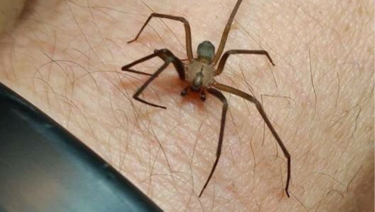 ¿Qué hacer si me pica una araña violinista? Cómo se ve la picadura y cuál es su antídoto