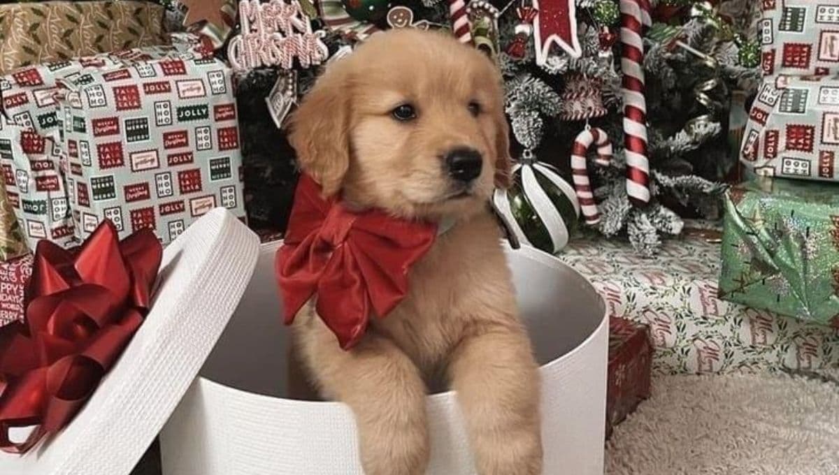 Nombres navideños para perros: 15 ideas si llegó a tu vida un lomito en navidad