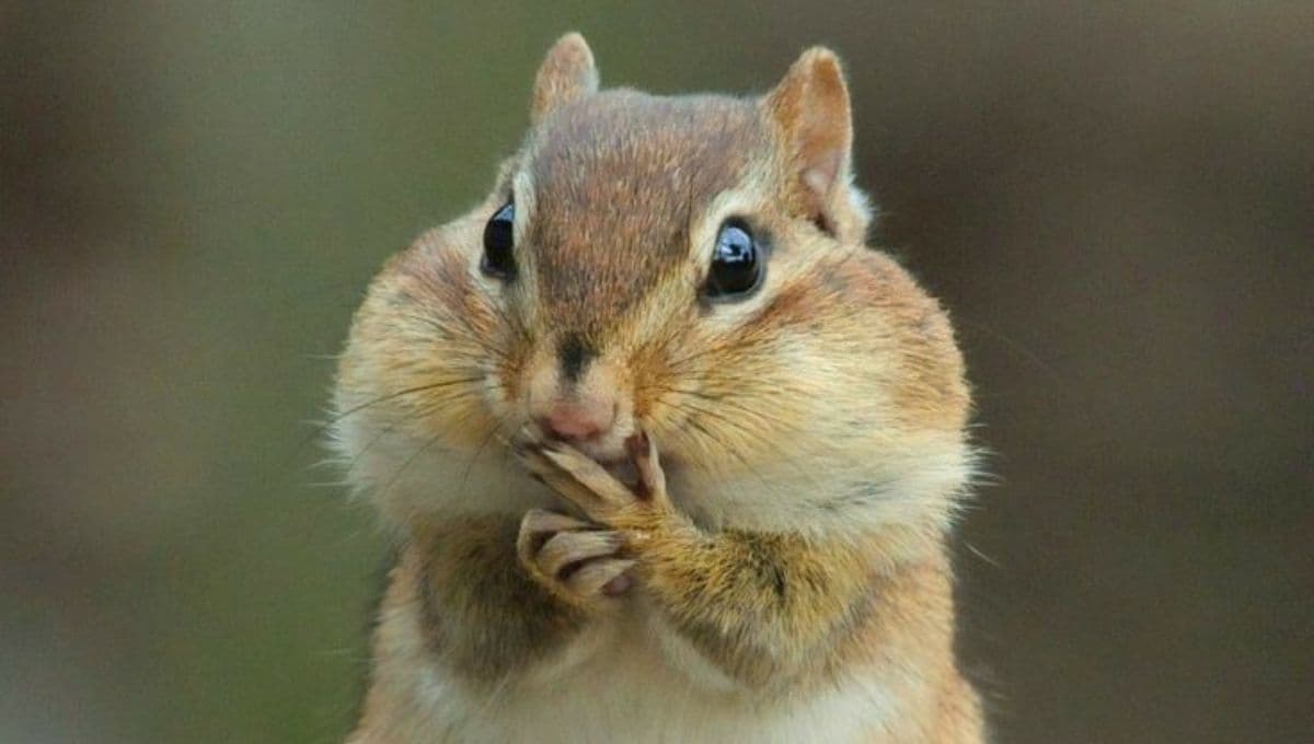 ¿Las ardillas comen ratas? No son tan adorables como creías